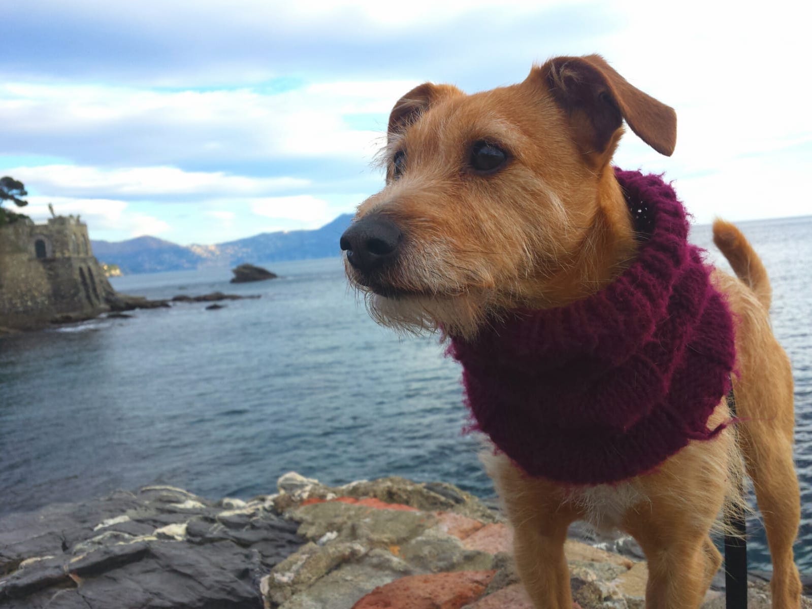 rocco supercagnino